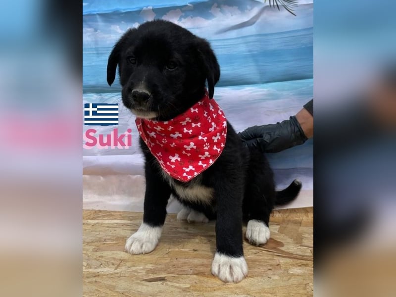 Suki,geb.02/25,zierliches Hundemädchensucht ihre Familie