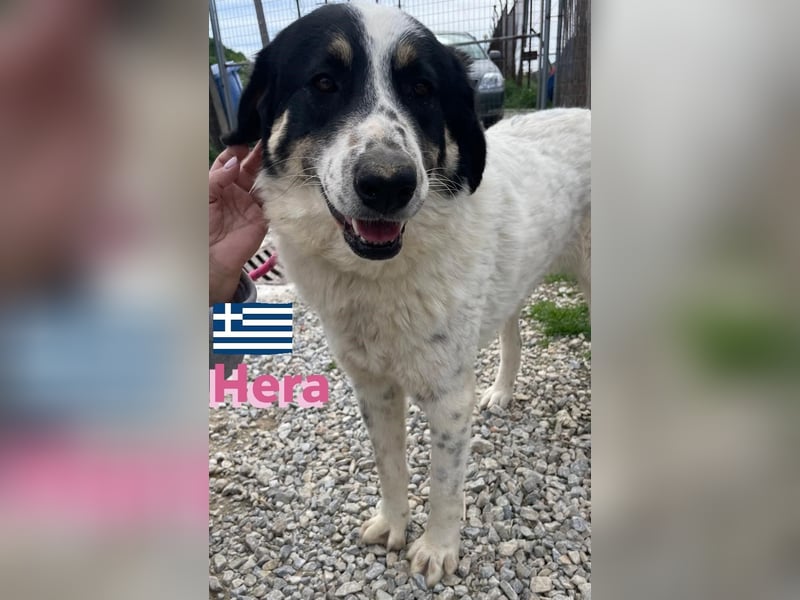 Hera , 09/23 - fröhliches liebes Mädel auf Heimatsuche