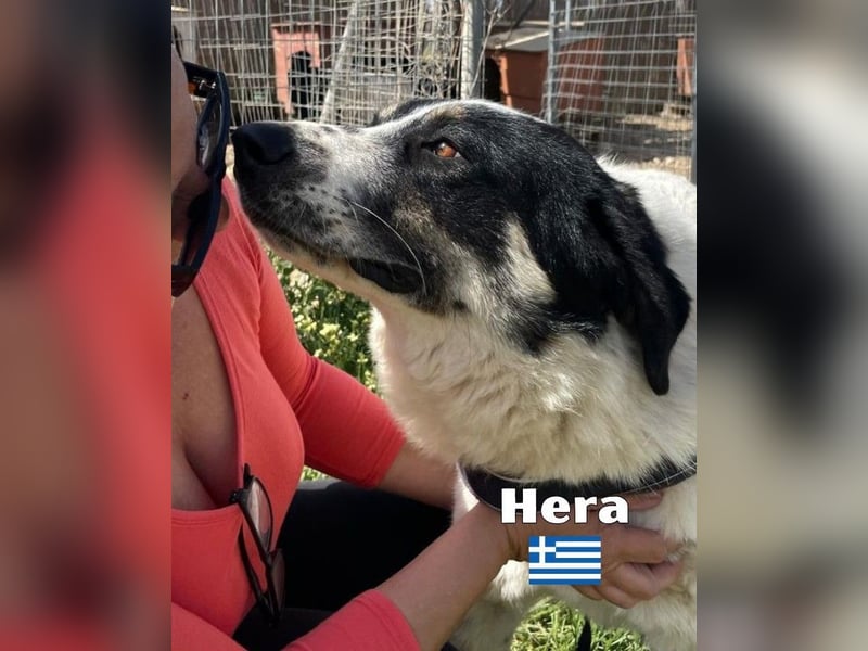 Hera , 09/23 - fröhliches liebes Mädel auf Heimatsuche