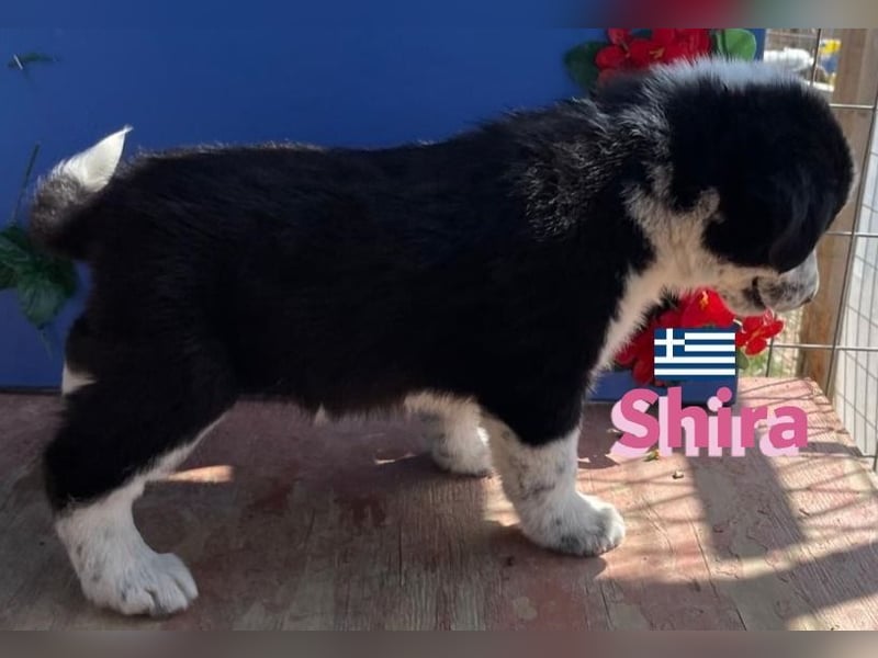 Shira,geb.02/25,pütziges Hundemädchen sucht ihre Familie