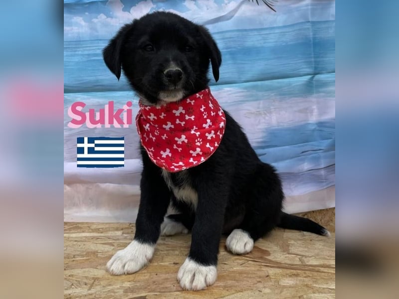 Suki,geb.02/25,zierliches Hundemädchensucht ihre Familie