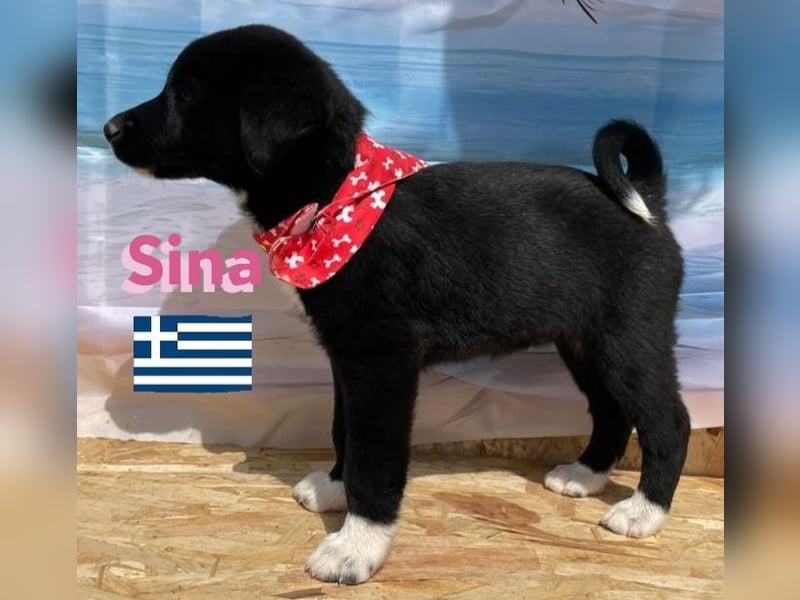 Sina,geb.02/25,liebes Hundemädchen sucht ihre Familie