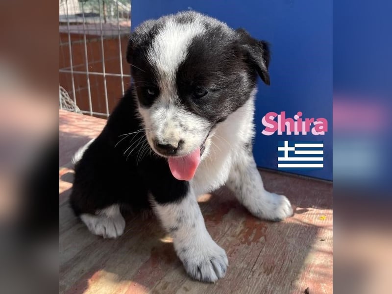 Shira,geb.02/25,pütziges Hundemädchen sucht ihre Familie