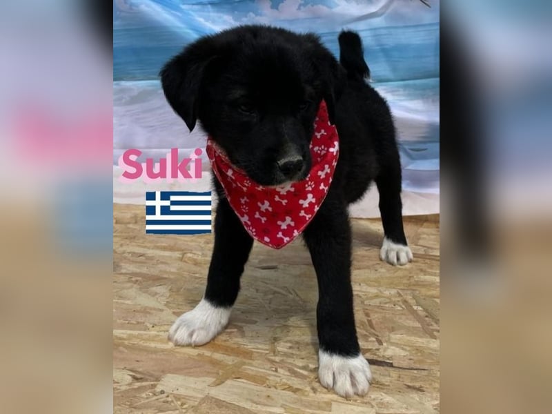 Suki,geb.02/25,zierliches Hundemädchensucht ihre Familie