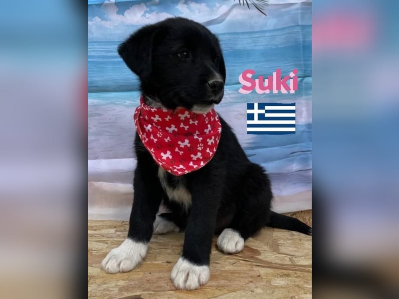 Suki,geb.02/25,zierliches Hundemädchensucht ihre Familie