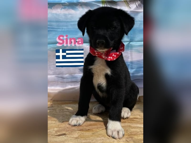 Sina,geb.02/25,liebes Hundemädchen sucht ihre Familie