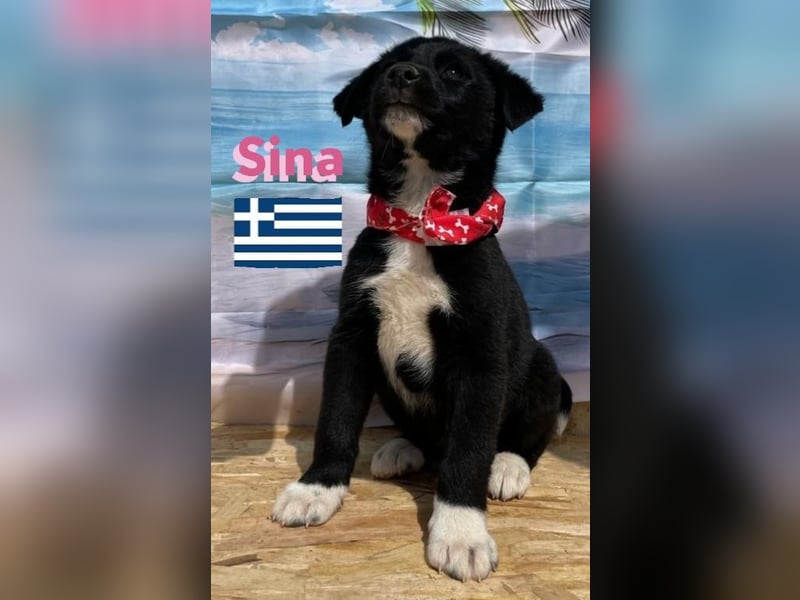 Sina,geb.02/25,liebes Hundemädchen sucht ihre Familie
