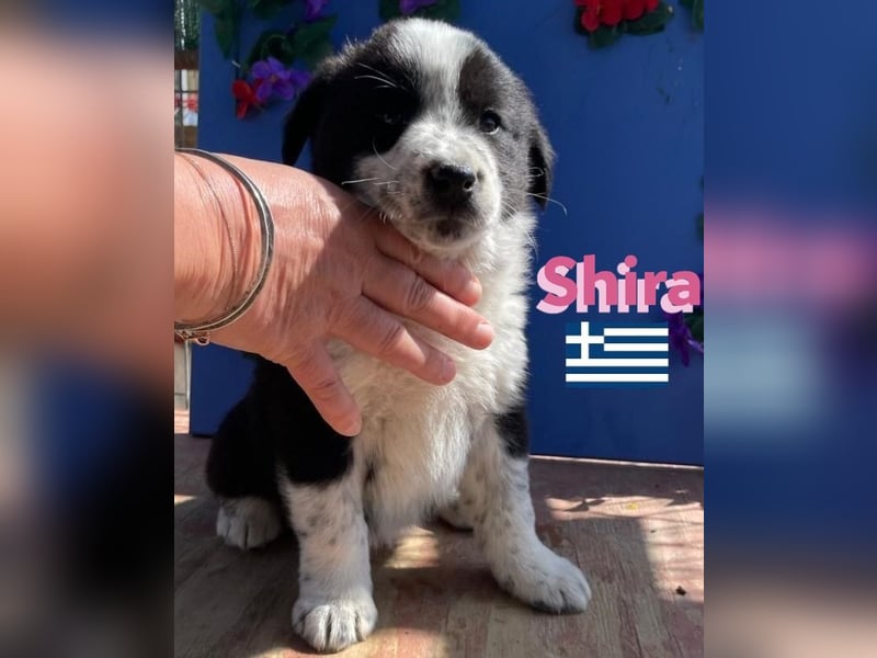 Shira,geb.02/25,pütziges Hundemädchen sucht ihre Familie
