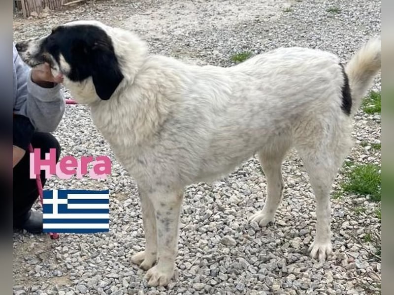 Hera , 09/23 - fröhliches liebes Mädel auf Heimatsuche