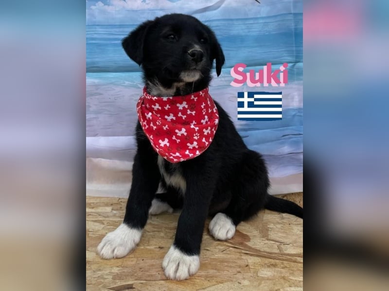 Suki,geb.02/25,zierliches Hundemädchensucht ihre Familie
