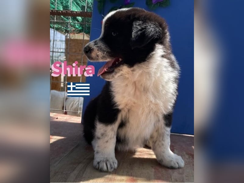 Shira,geb.02/25,pütziges Hundemädchen sucht ihre Familie