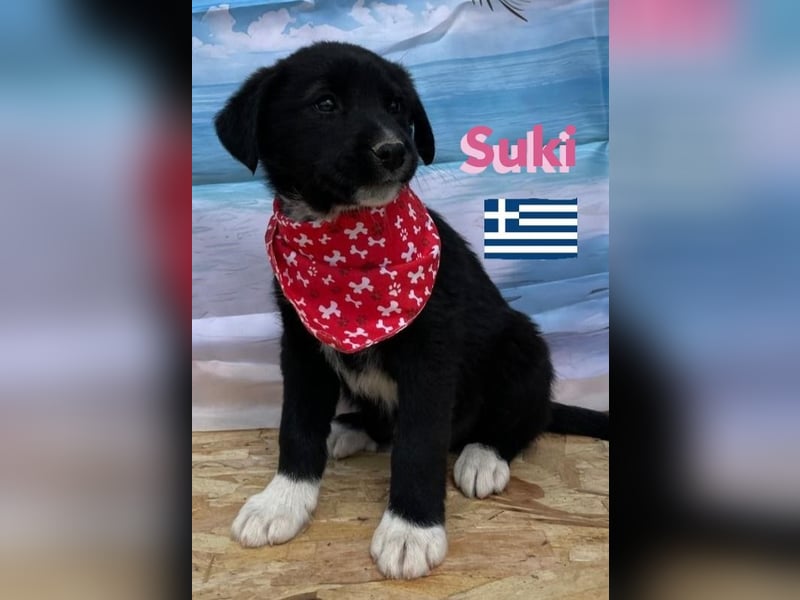 Suki,geb.02/25,zierliches Hundemädchensucht ihre Familie