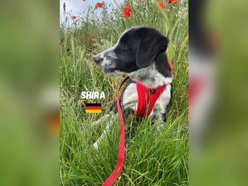 Shira,geb.02/25,pütziges Hundemädchen sucht ihre Familie,bereits in DE 67549 Worms