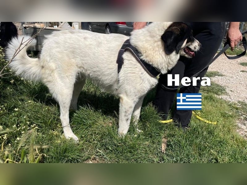 Hera , 09/23 - fröhliches liebes Mädel auf Heimatsuche