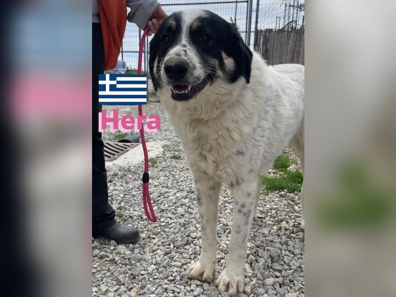 Hera , 09/23 - fröhliches liebes Mädel auf Heimatsuche