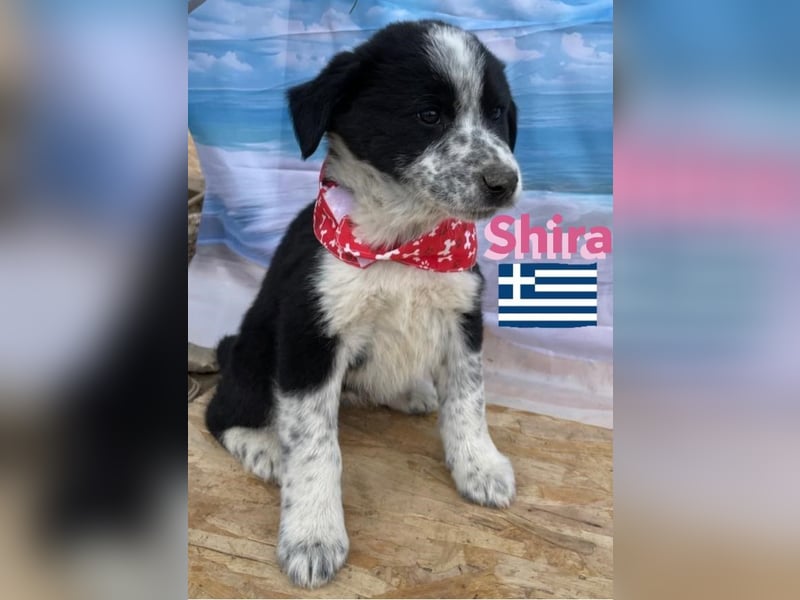 Shira,geb.02/25,pütziges Hundemädchen sucht ihre Familie