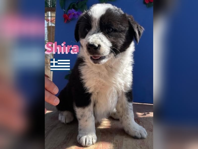 Shira,geb.02/25,pütziges Hundemädchen sucht ihre Familie