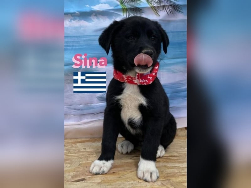 Sina,geb.02/25,liebes Hundemädchen sucht ihre Familie