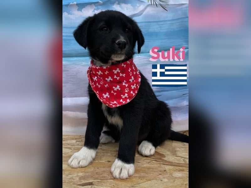 Suki,geb.02/25,zierliches Hundemädchensucht ihre Familie