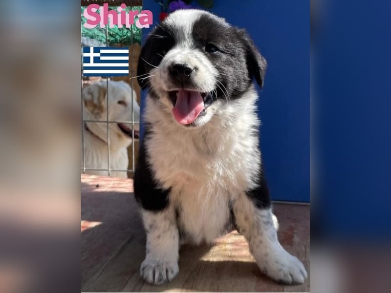 Shira,geb.02/25,pütziges Hundemädchen sucht ihre Familie