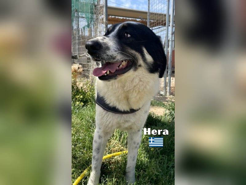 Hera , 09/23 - fröhliches liebes Mädel auf Heimatsuche