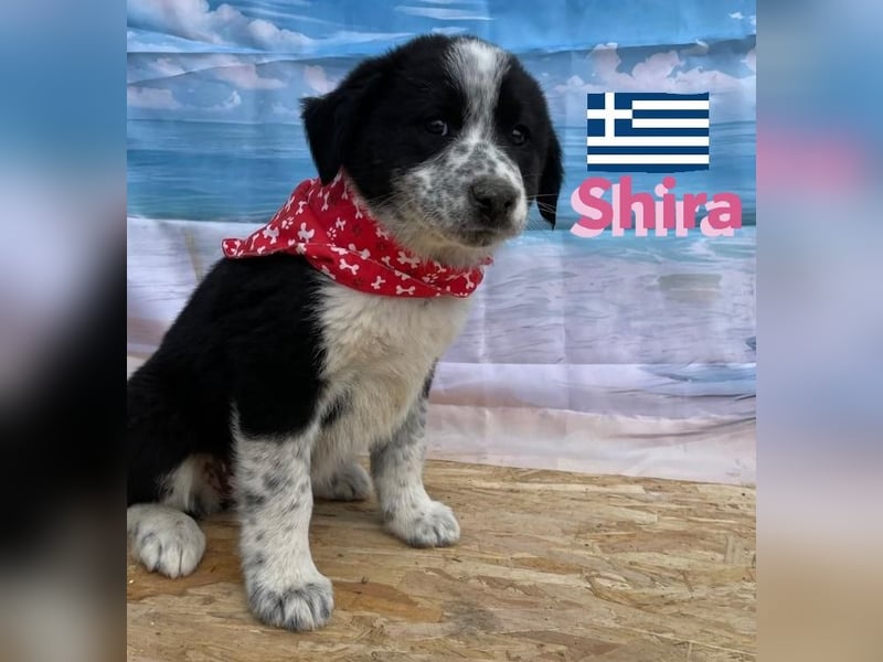 Shira,geb.02/25,pütziges Hundemädchen sucht ihre Familie