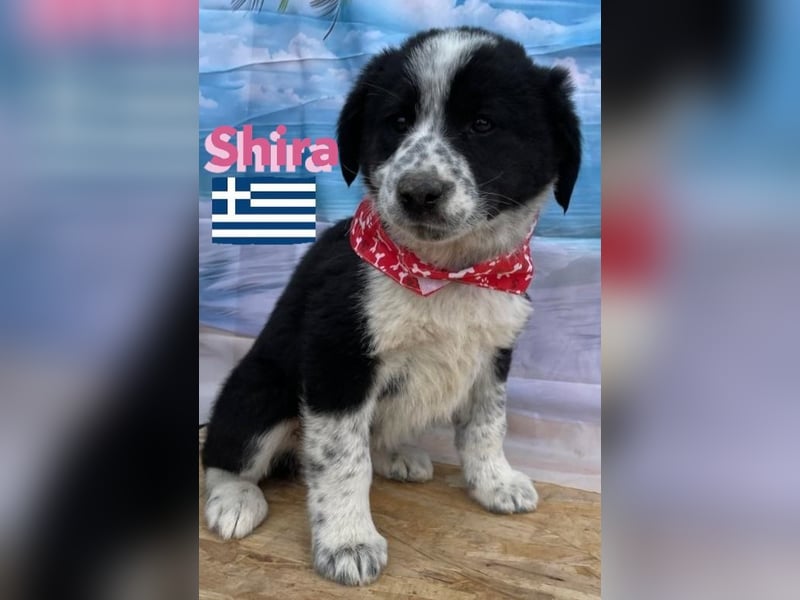 Shira,geb.02/25,pütziges Hundemädchen sucht ihre Familie