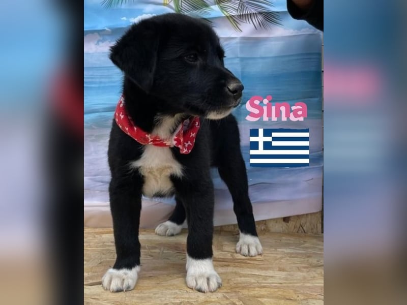 Sina,geb.02/25,liebes Hundemädchen sucht ihre Familie