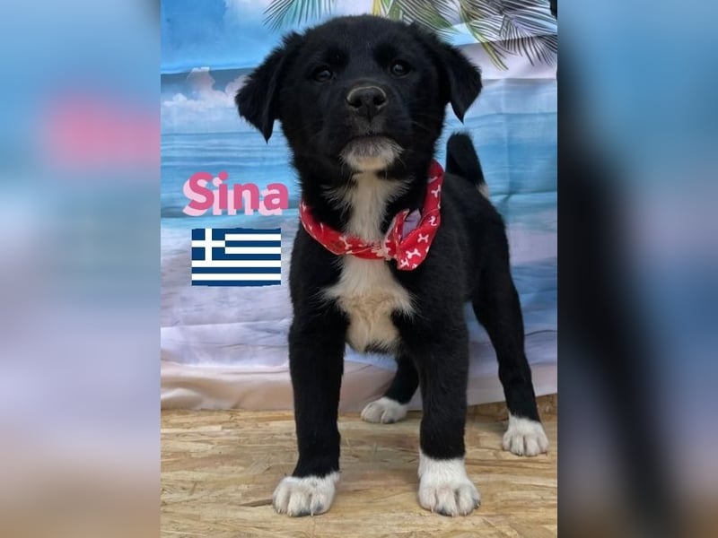 Sina,geb.02/25,liebes Hundemädchen sucht ihre Familie