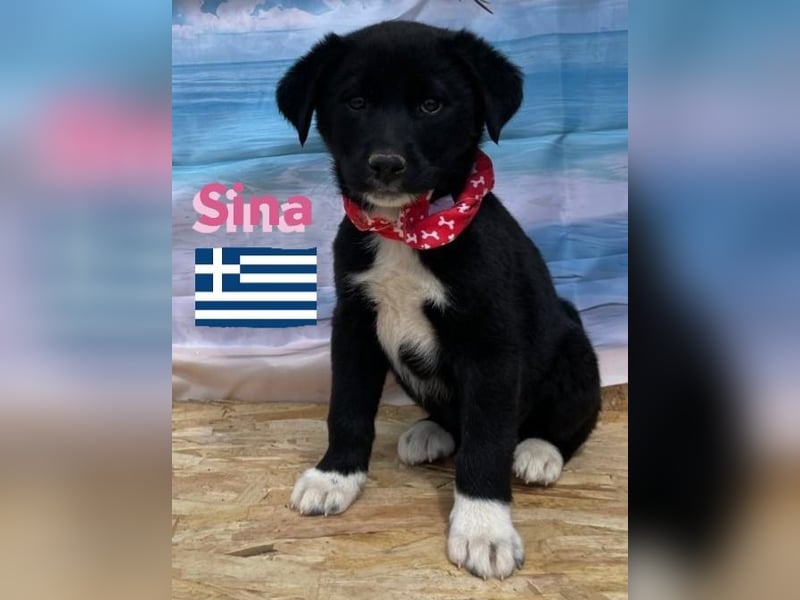 Sina,geb.02/25,liebes Hundemädchen sucht ihre Familie
