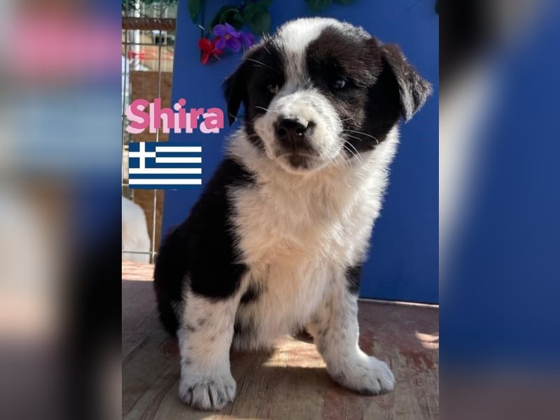 Shira,geb.02/25,pütziges Hundemädchen sucht ihre Familie