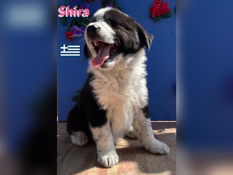 Shira,geb.02/25,pütziges Hundemädchen sucht ihre Familie