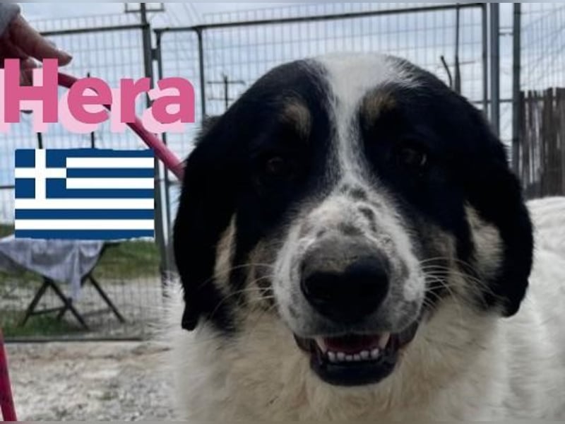 Hera , 09/23 - fröhliches liebes Mädel auf Heimatsuche