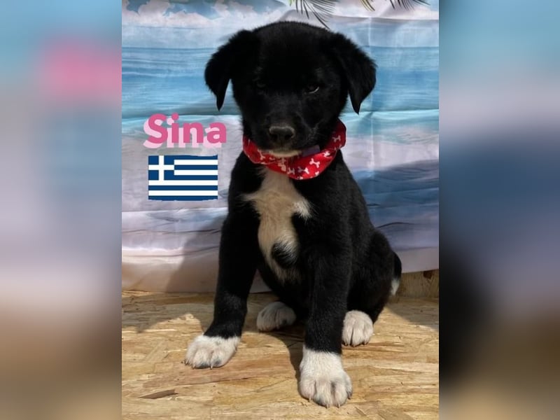 Sina,geb.02/25,liebes Hundemädchen sucht ihre Familie
