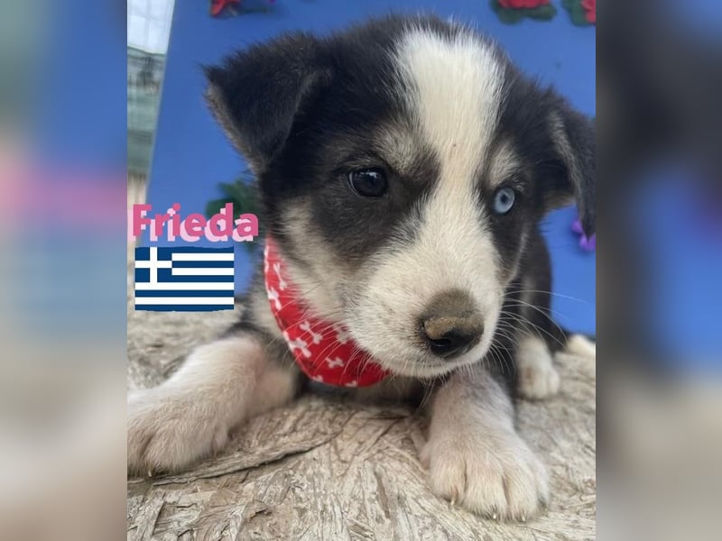 Frieda,geb.02/25,hübsches Hundemädchen sucht ihre Familie