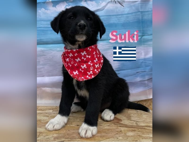 Suki,geb.02/25,zierliches Hundemädchensucht ihre Familie