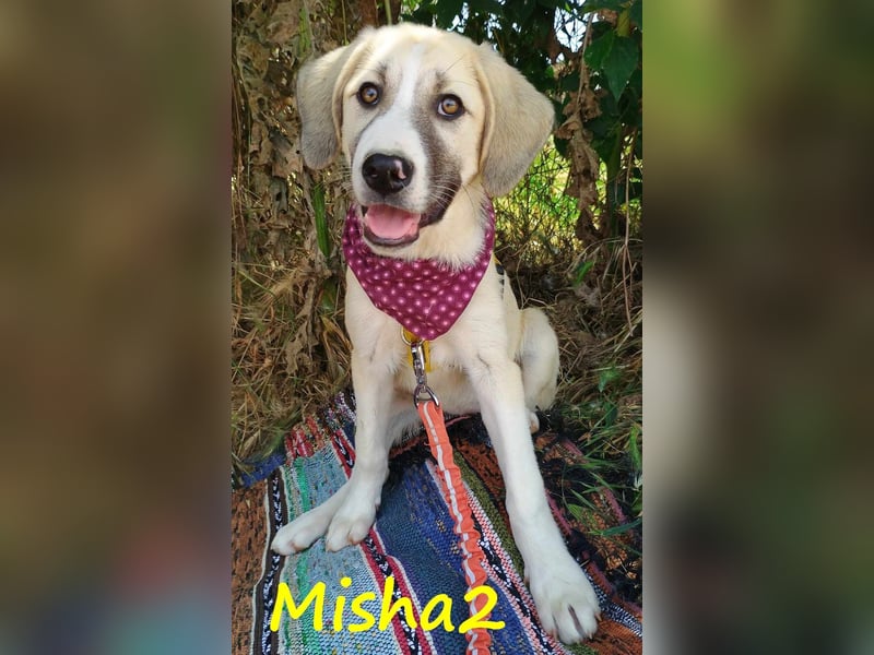 Misha2 geb. 03/2025 (GRC) - verträgliche und zuckersüße Griechische Schäferhund Mix Welpin!