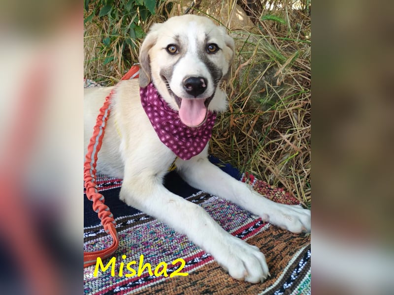 Misha2 geb. 03/2025 (GRC) - verträgliche und zuckersüße Griechische Schäferhund Mix Welpin!