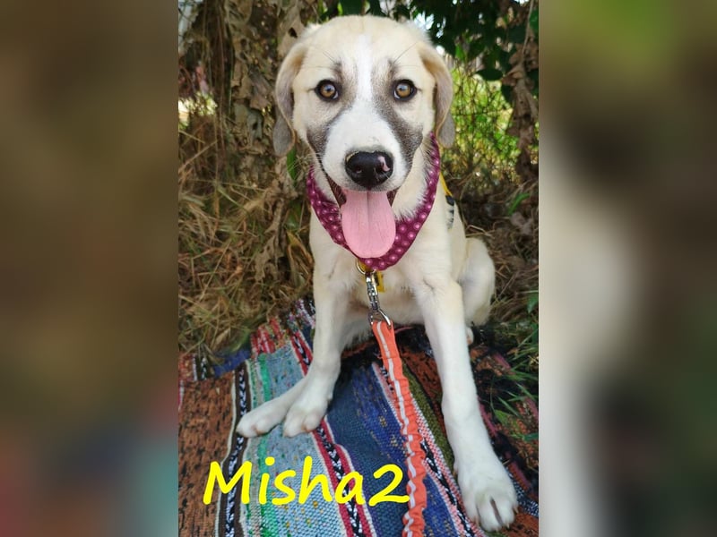 Misha2 geb. 03/2025 (GRC) - verträgliche und zuckersüße Griechische Schäferhund Mix Welpin!