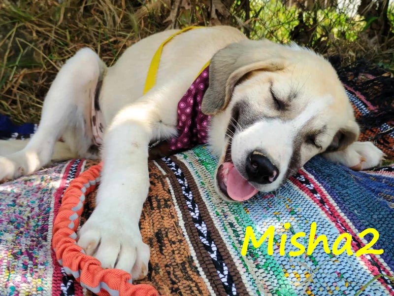 Misha2 geb. 03/2025 (GRC) - verträgliche und zuckersüße Griechische Schäferhund Mix Welpin!
