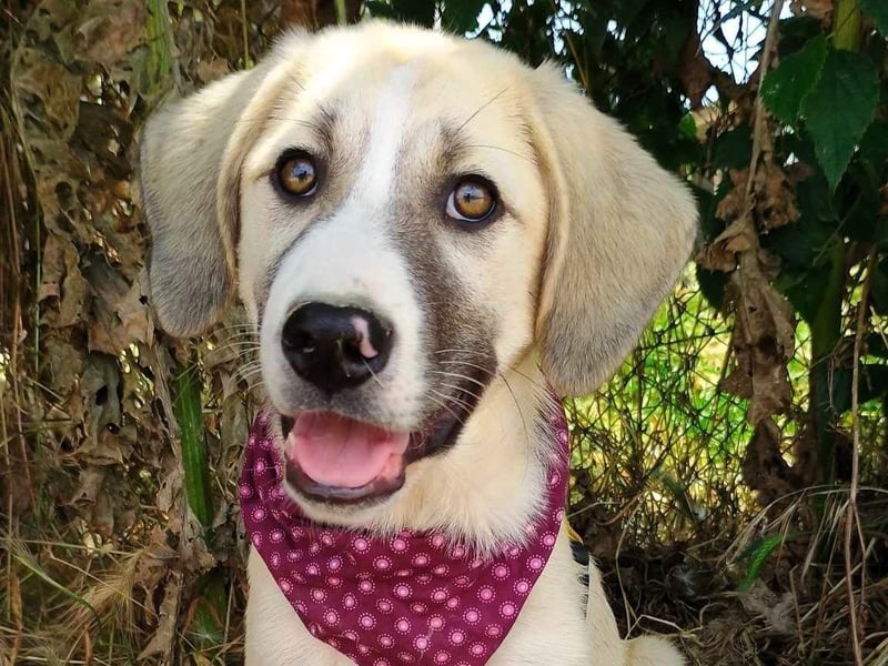 Misha2 geb. 03/2025 (GRC) - verträgliche und zuckersüße Griechische Schäferhund Mix Welpin!