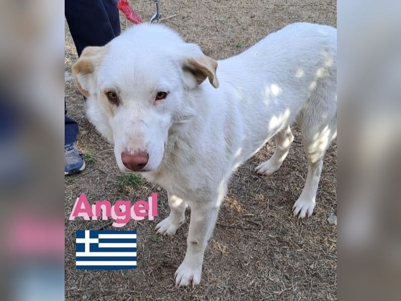 Angel,geb.04/23,ruhige,menschenbezogene Hündin sucht ihre Familie