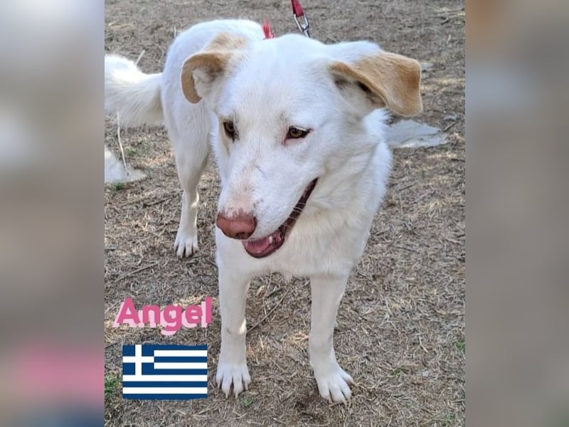 Angel,geb.04/23,ruhige,menschenbezogene Hündin sucht ihre Familie