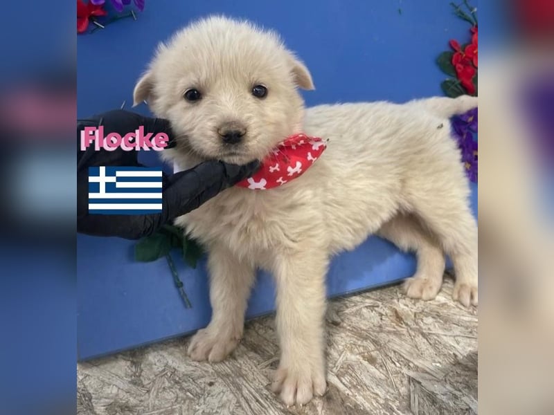 Flocke, 02/25 - sucht ab Mai ein Zuhause