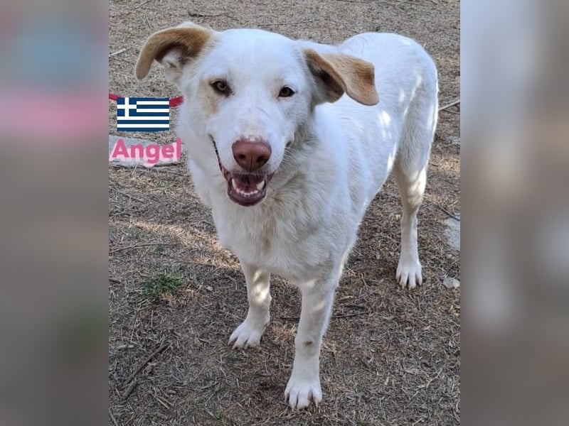 Angel,geb.04/23,ruhige,menschenbezogene Hündin sucht ihre Familie