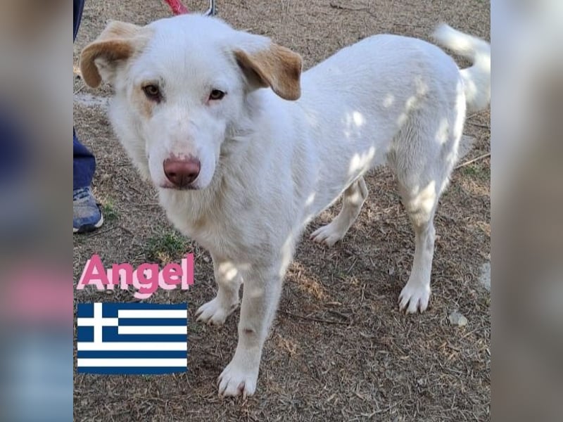 Angel,geb.04/23,ruhige,menschenbezogene Hündin sucht ihre Familie