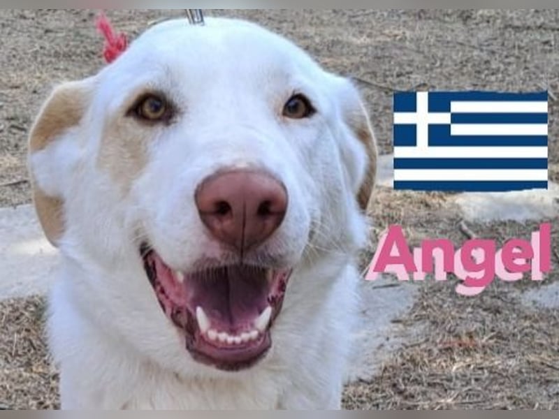 Angel,geb.04/23,ruhige,menschenbezogene Hündin sucht ihre Familie