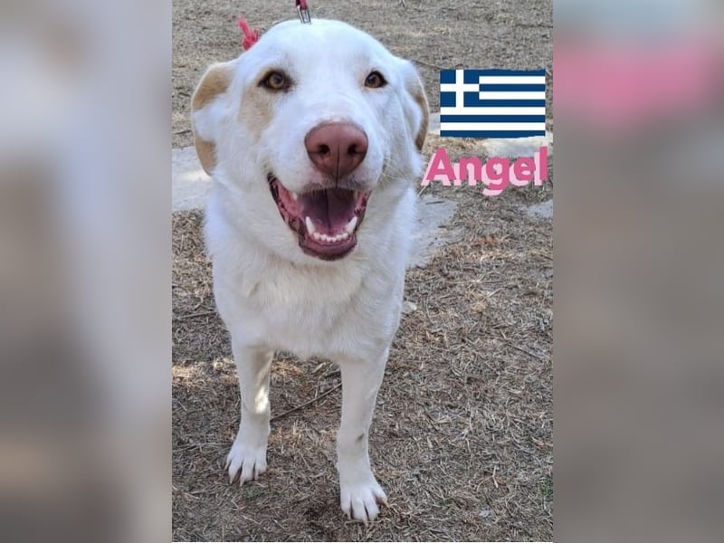 Angel,geb.04/23,ruhige,menschenbezogene Hündin sucht ihre Familie