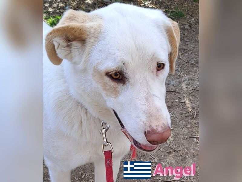 Angel,geb.04/23,ruhige,menschenbezogene Hündin sucht ihre Familie