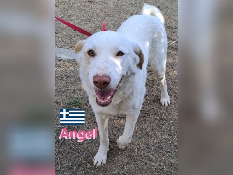 Angel,geb.04/23,ruhige,menschenbezogene Hündin sucht ihre Familie